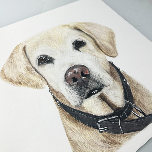 Retrato personalizado de 1 mascota a mano · Lápices de color · 40 × 40 cm