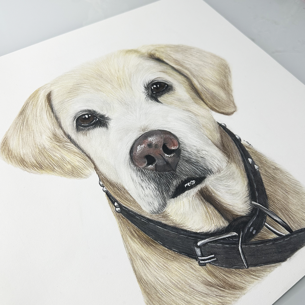 Retrato personalizado de 1 mascota a mano · Lápices de color · 40 × 40 cm
