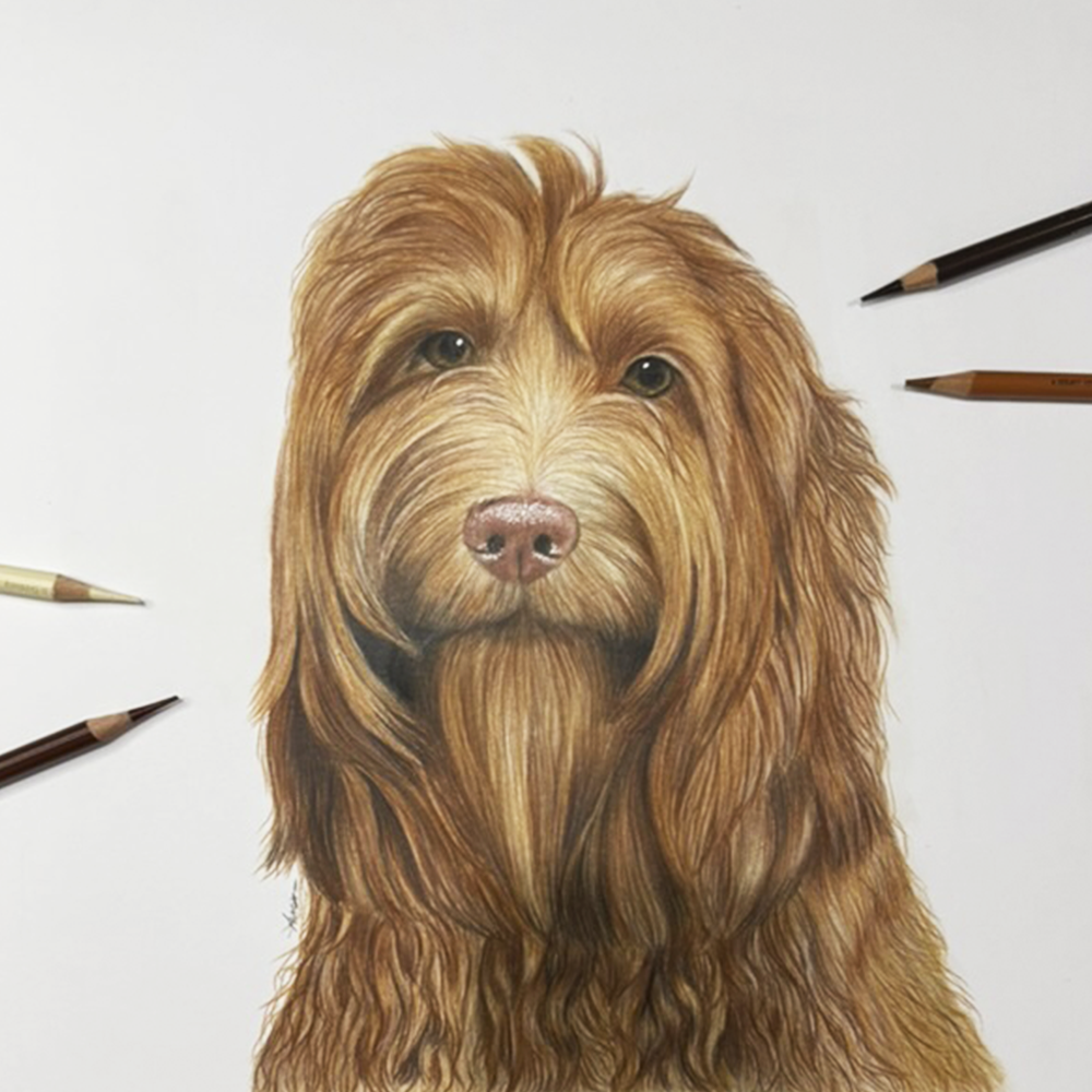 Retrato personalizado de 1 mascota a mano · Lápices de color · 40 × 40 cm