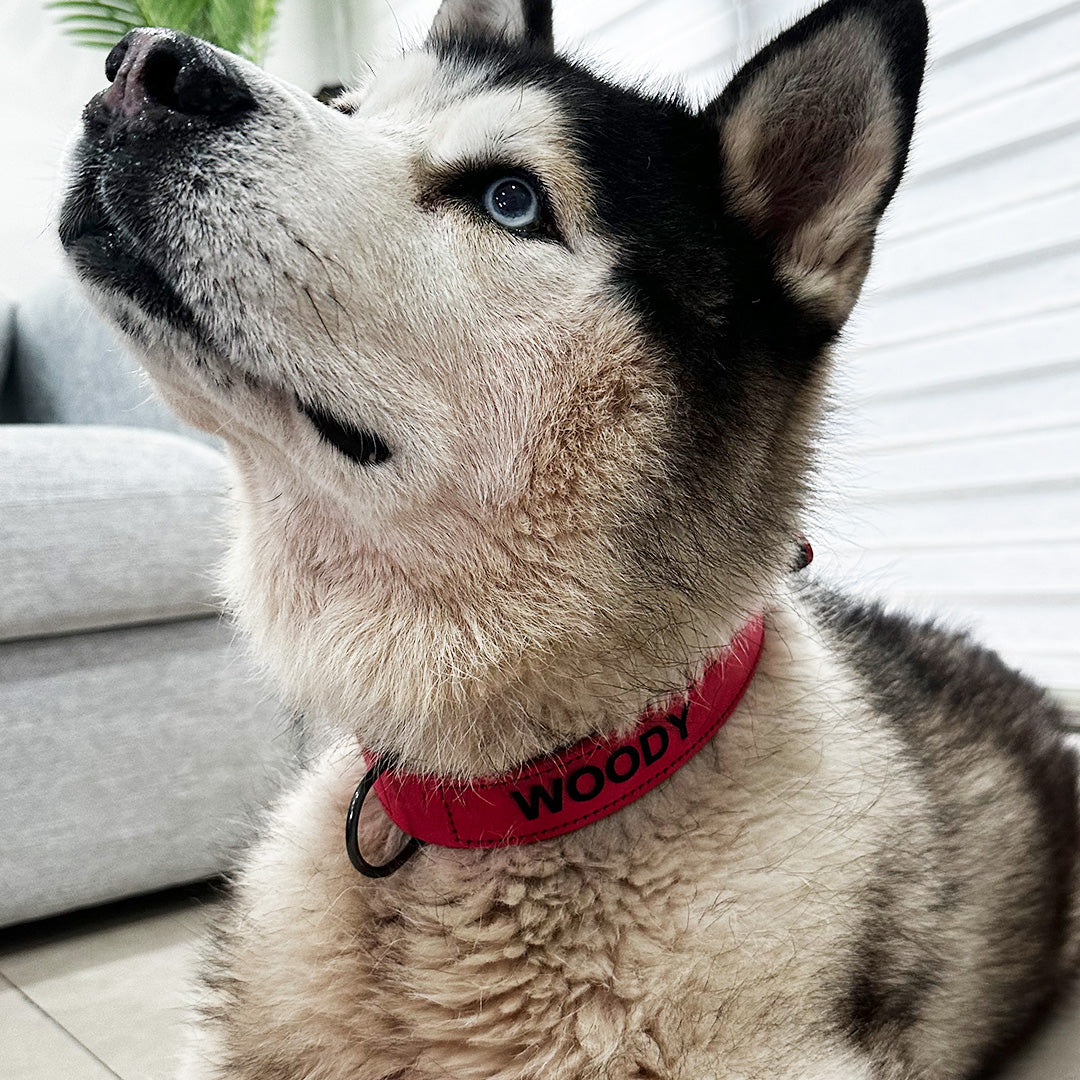 Collar para perro personalizado